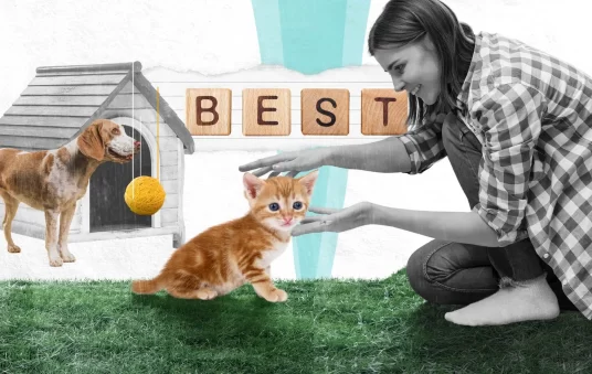 Pet Enrichment | 2D Animation